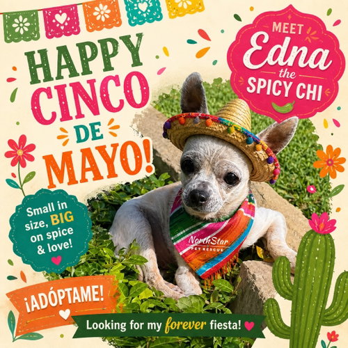 Edna the Spicy Chi TX, an adoptable Chihuahua in Boonton, NJ