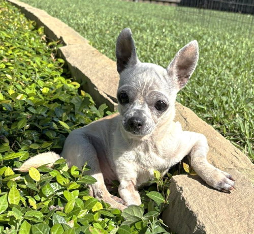 Edna the Spicy Chi TX photo 5