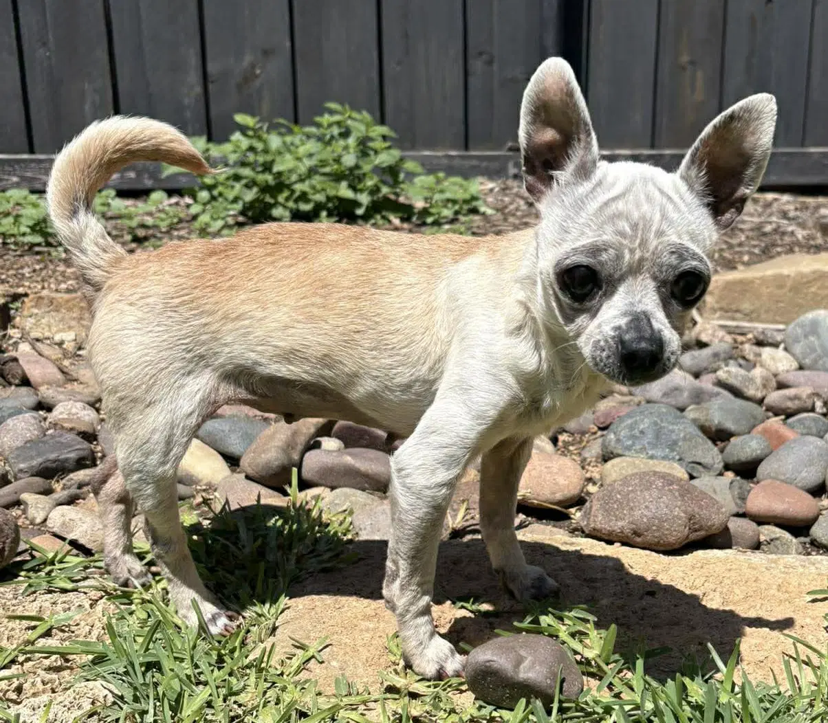 Edna The Spicy Chi Tx - Chihuahua