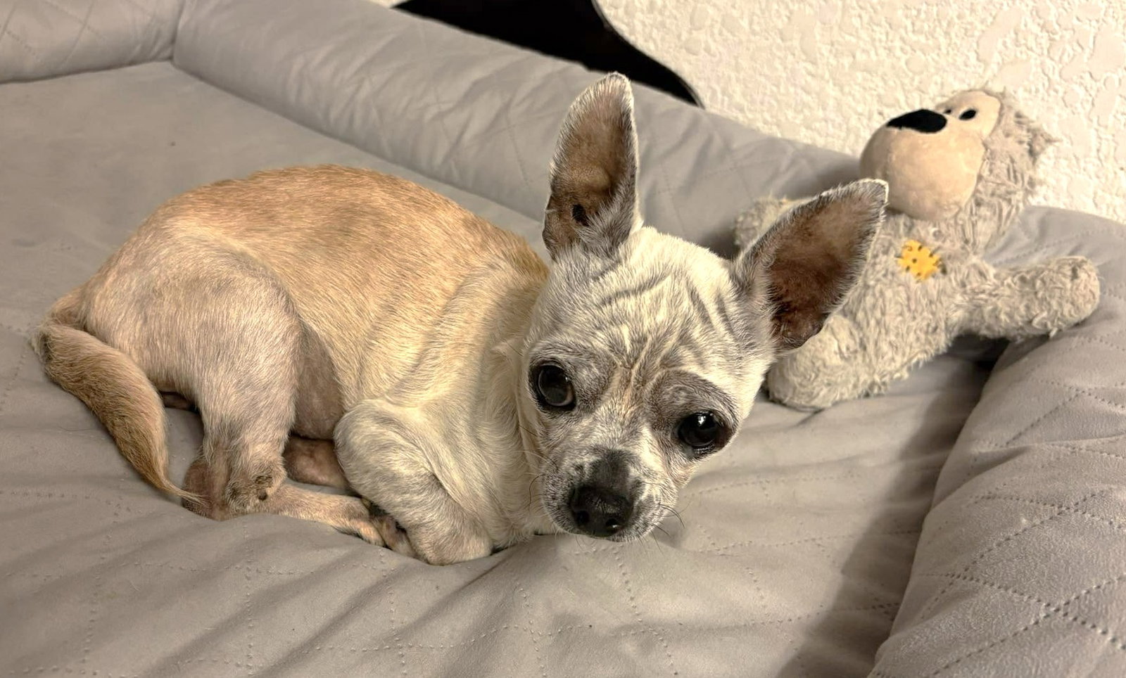 Edna the Spicy Chi TX, photo 12