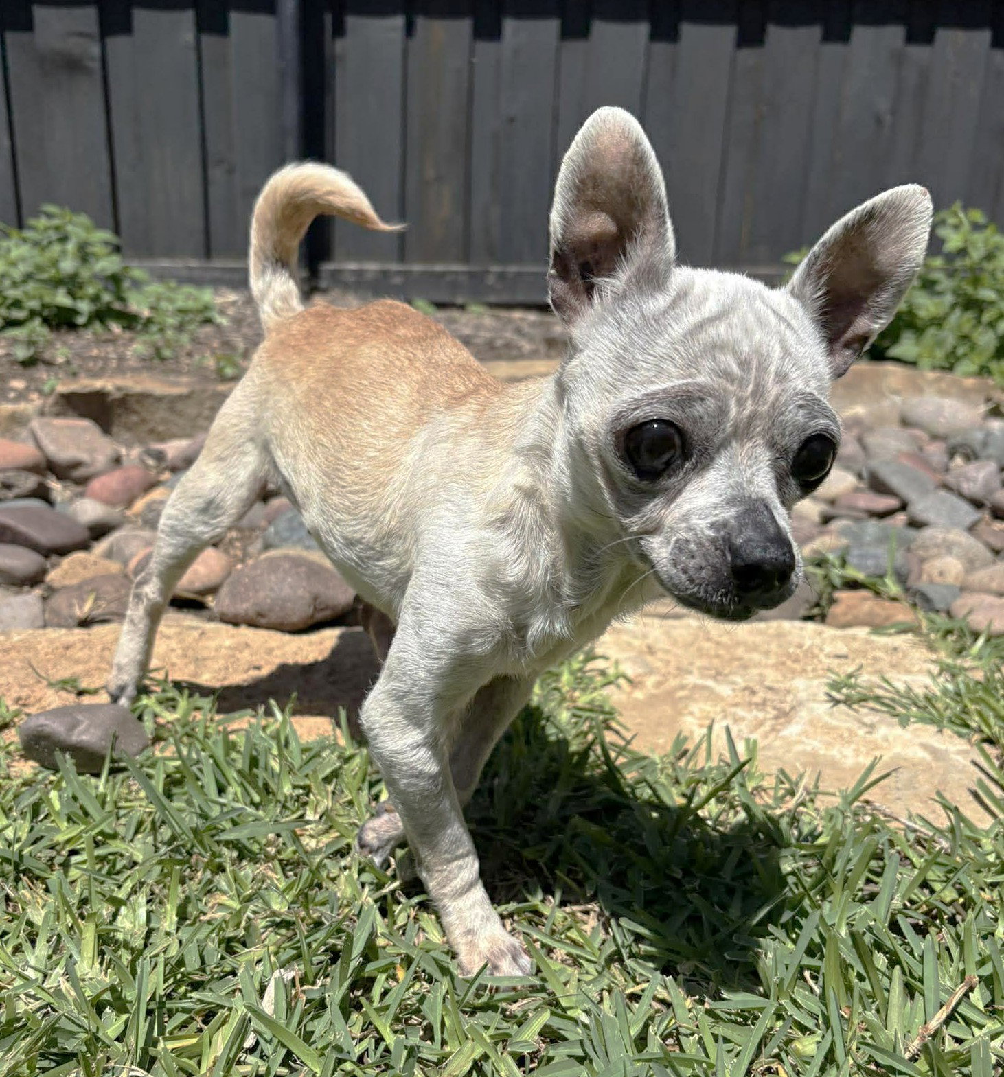 Edna the Spicy Chi TX, photo 11