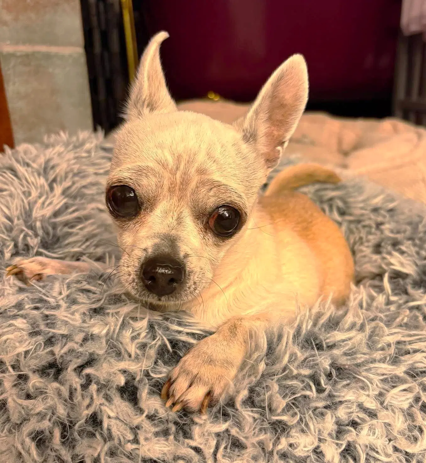 Edna The Spicy Chi Tx image 2