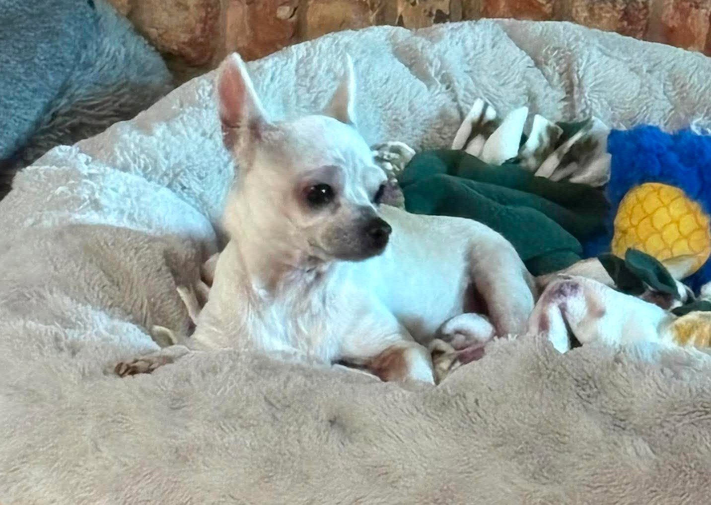 Edna the Spicy Chi TX, photo 15