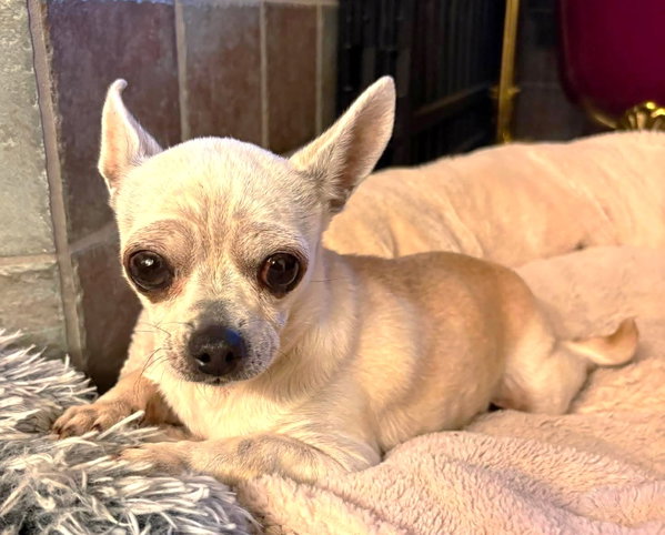 Edna the Spicy Chi TX
