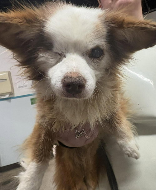 picture of the dog needing adoption