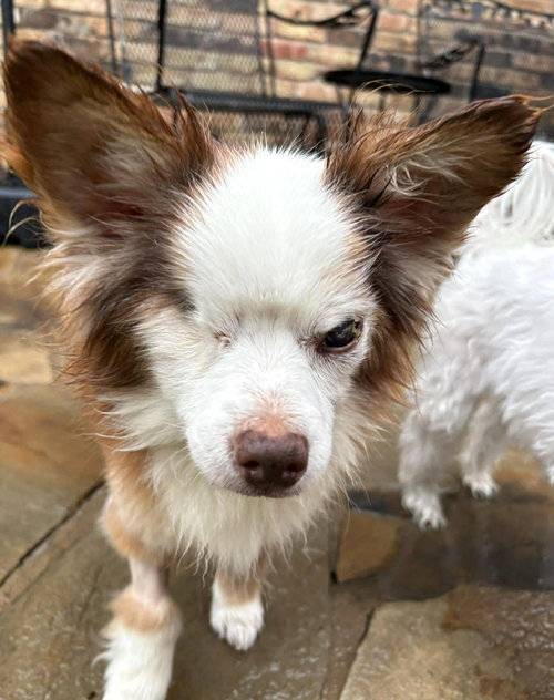 Salvatore TX, an adoptable Chihuahua in Boonton, NJ