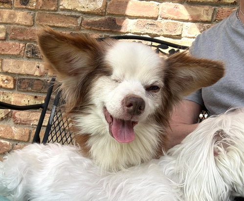 Salvatore TX, an adoptable Chihuahua in Boonton, NJ