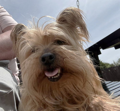 Tammy TX, an adoptable Yorkshire Terrier Yorkie in Boonton, NJ