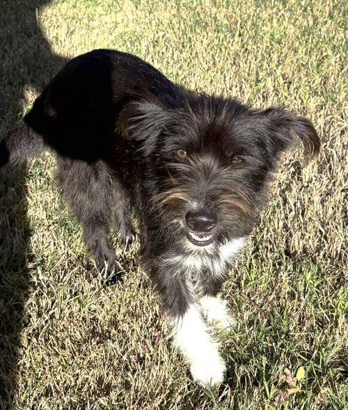 picture of the dog needing adoption