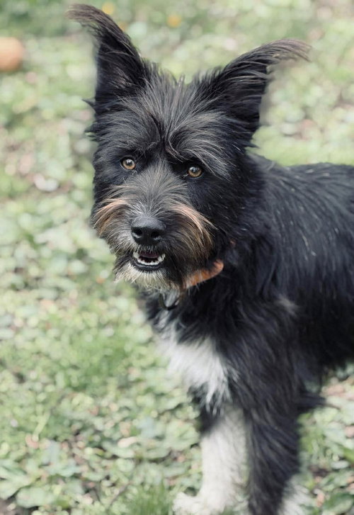 Josey TX, an adoptable Terrier in Boonton, NJ