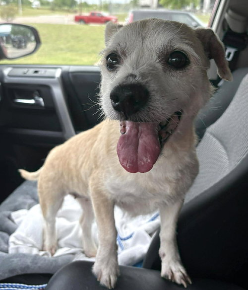 Mika TX, an adoptable Terrier in Boonton, NJ