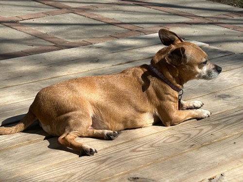 Lily Nason NJ, photo 12