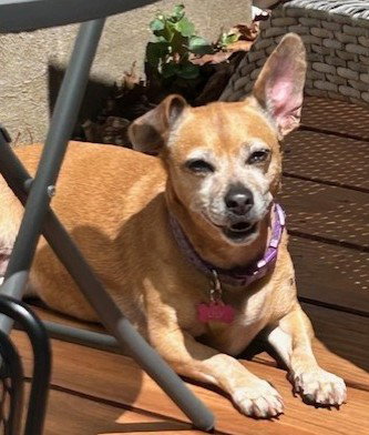Lily Nason NJ, photo 10
