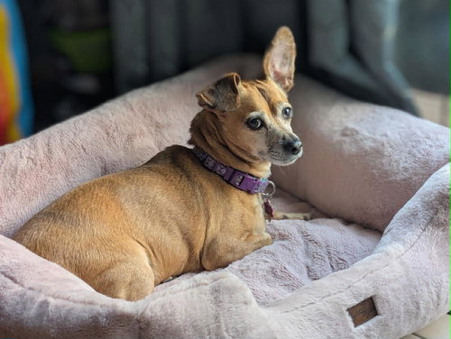 Lily Nason NJ, photo 7