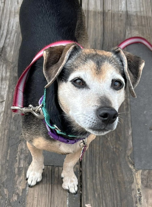 Lucy Nason NJ, an adoptable Chihuahua in Boonton, NJ