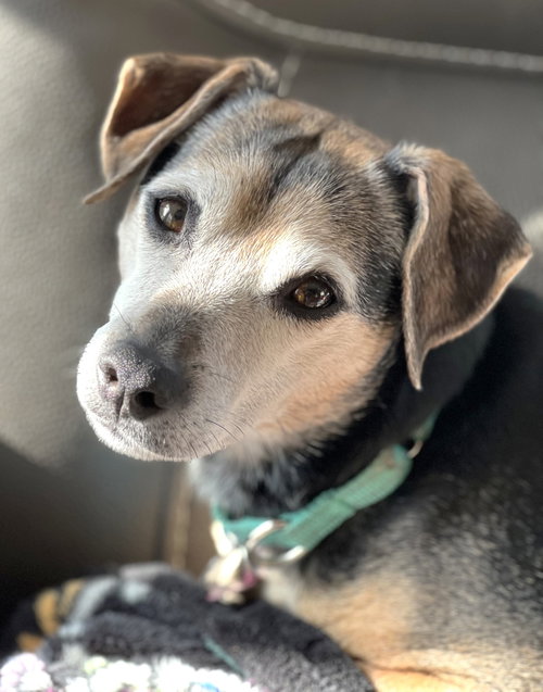 Lucy Nason NJ, an adoptable Chihuahua in Boonton, NJ