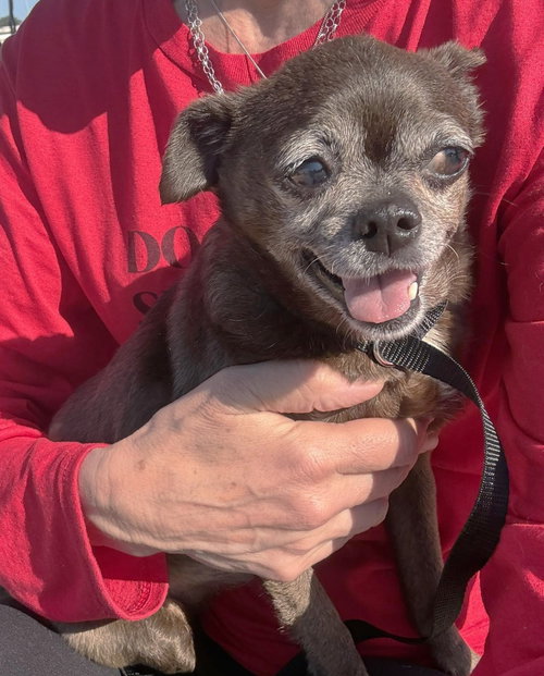 Lolo TX, an adoptable Chihuahua in Boonton, NJ