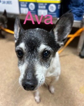 Avah TX