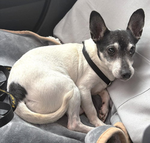 Avah TX, an adoptable Chihuahua in Boonton, NJ