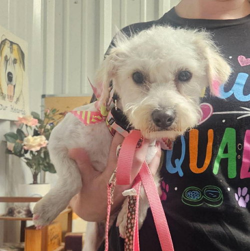 Rhianna TX, an adoptable Poodle in Boonton, NJ