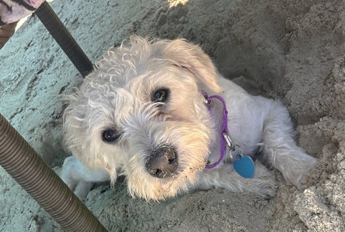 Rhianna TX, an adoptable Poodle in Boonton, NJ