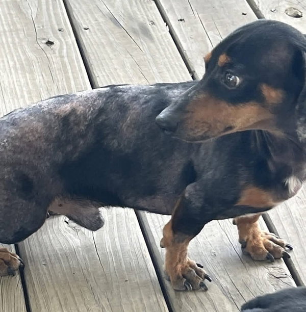 Prospect Pete LA