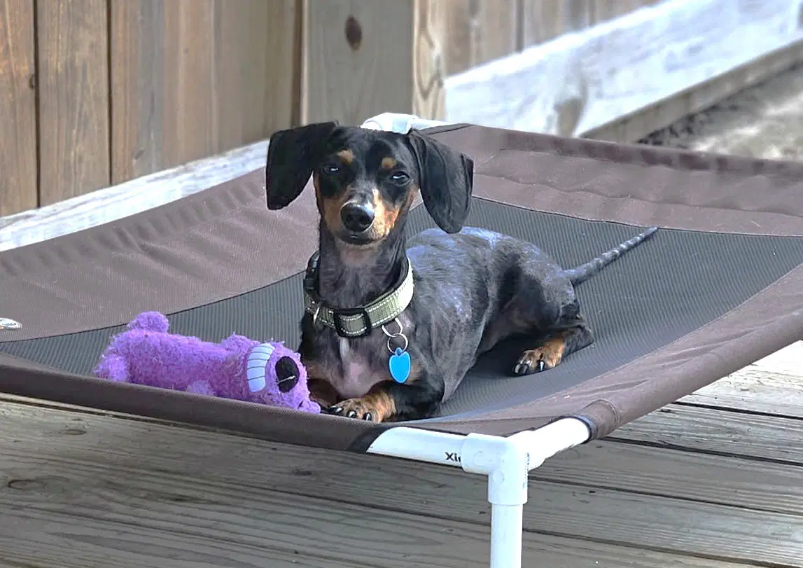 Prospect Pete La - Dachshund