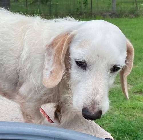 Otto Doxie TX, an adoptable Dachshund in Boonton, NJ