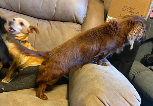 Rexx Doxie TX photo 2
