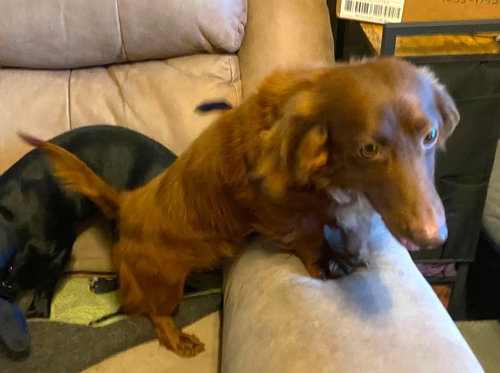 Rexx Doxy TX, an adoptable Dachshund in Boonton, NJ
