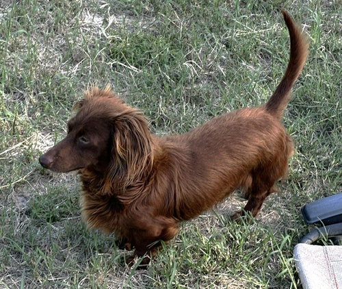 Rexx Doxie Tx photo 2