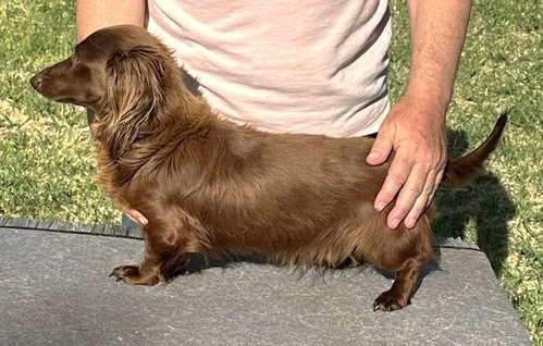 Rexx Doxie Tx photo 3
