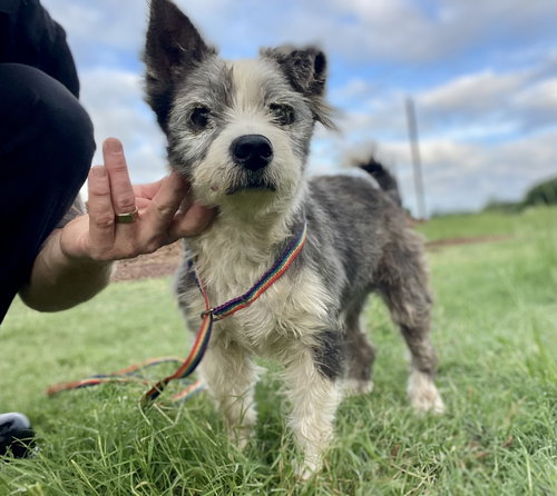 Edelstein TX, an adoptable Terrier in Boonton, NJ