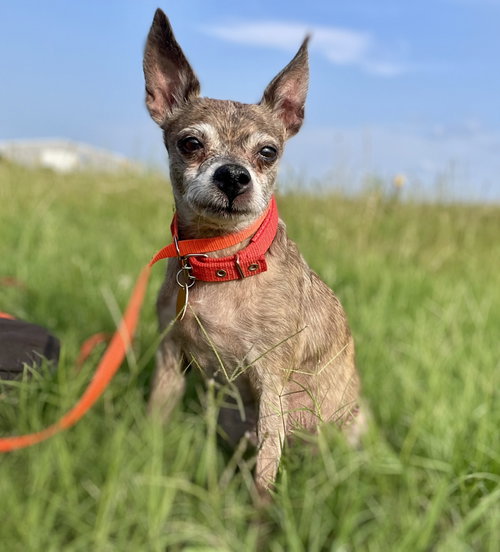 Enid TX, an adoptable Chihuahua in Boonton, NJ