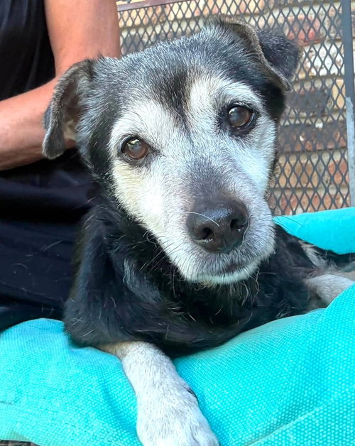 Luka TX, an adoptable Terrier in Boonton, NJ
