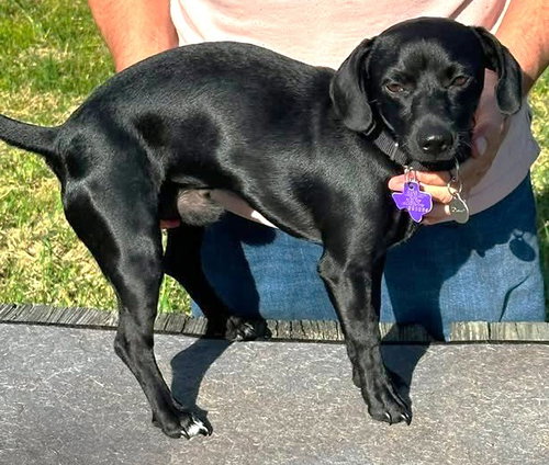 Wralph TX, an adoptable Chihuahua in Boonton, NJ