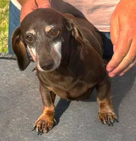 Olivetta Doxie TX, an adoptable Dachshund in Boonton, NJ