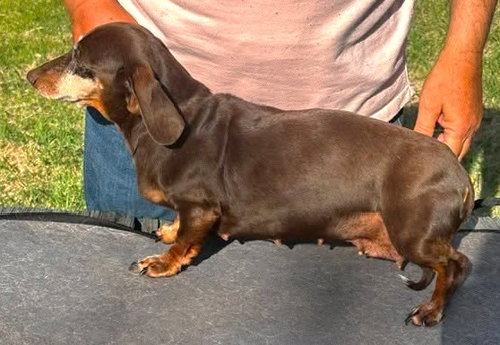 Olivetta Doxie Tx photo 2