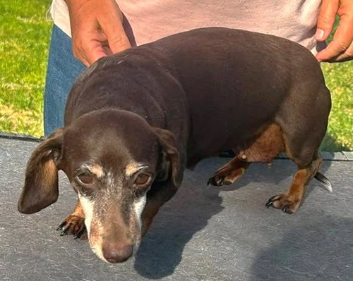 Olivetta Doxie Tx photo 3