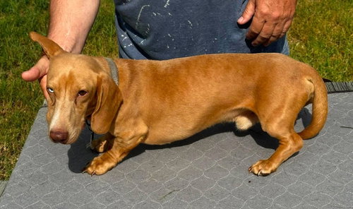 Vera'S Freddy Tx photo 3