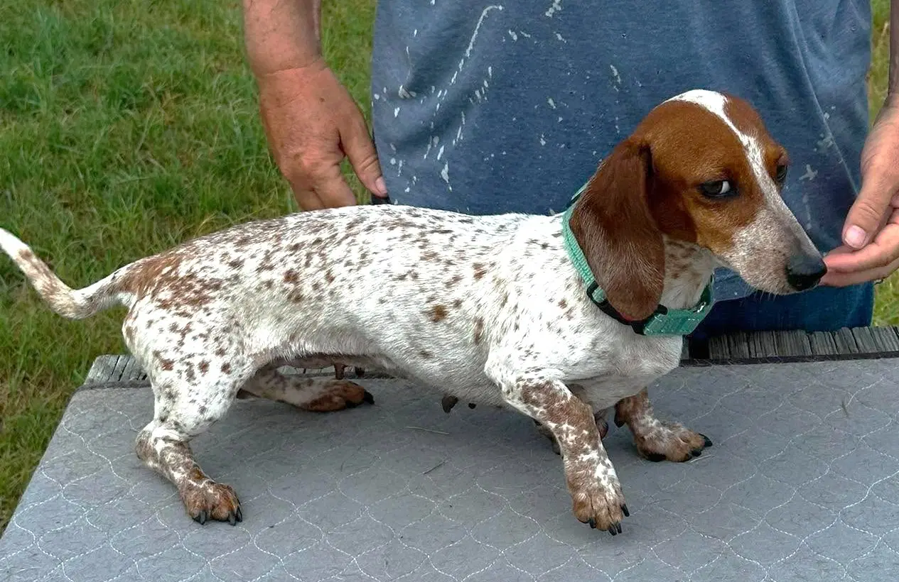 Vera's Sky Tx - Dachshund