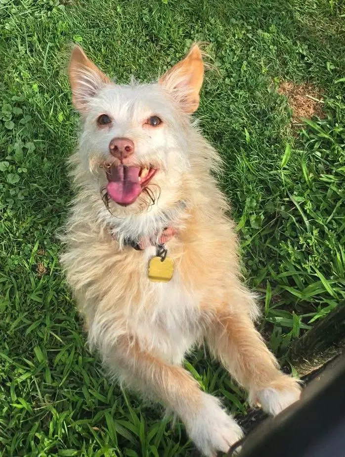 Kym's Ginger Tx - Terrier