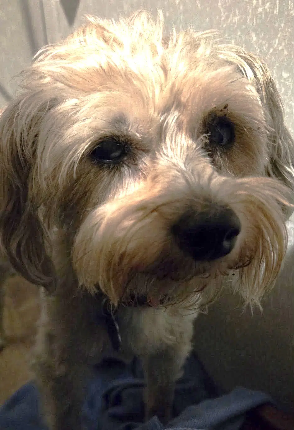 Kym's Lulu Tx - Maltese
