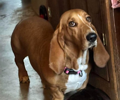 Fatima TX, Basset Hound (short coat)