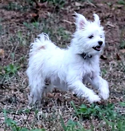 Mini Hufflepuff TX, Terrier (long coat)