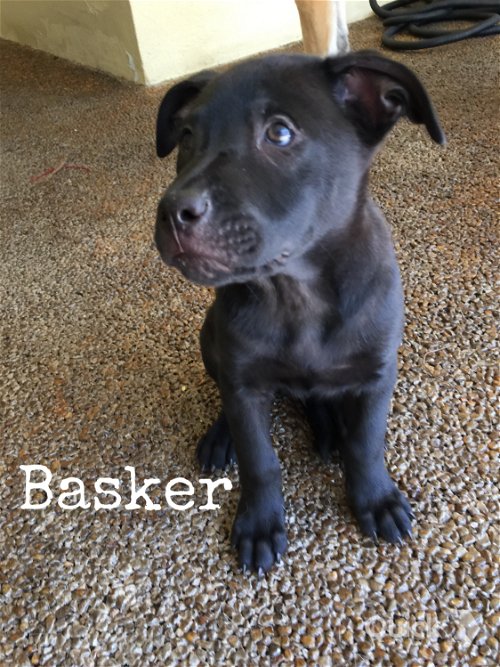 Basker 0705
