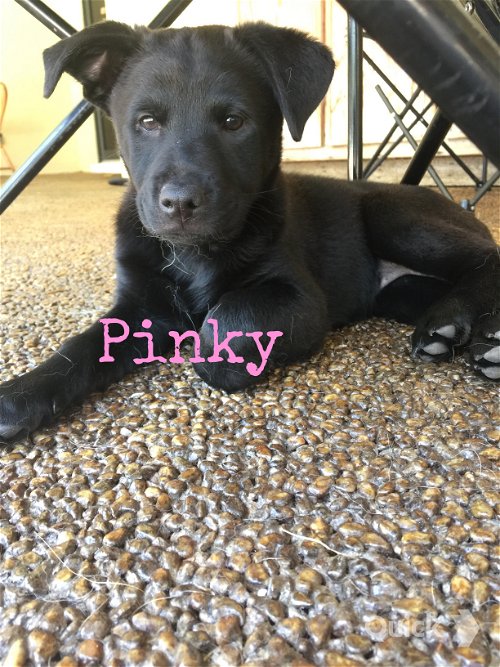 Pinky 0706