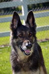 Tico 0928