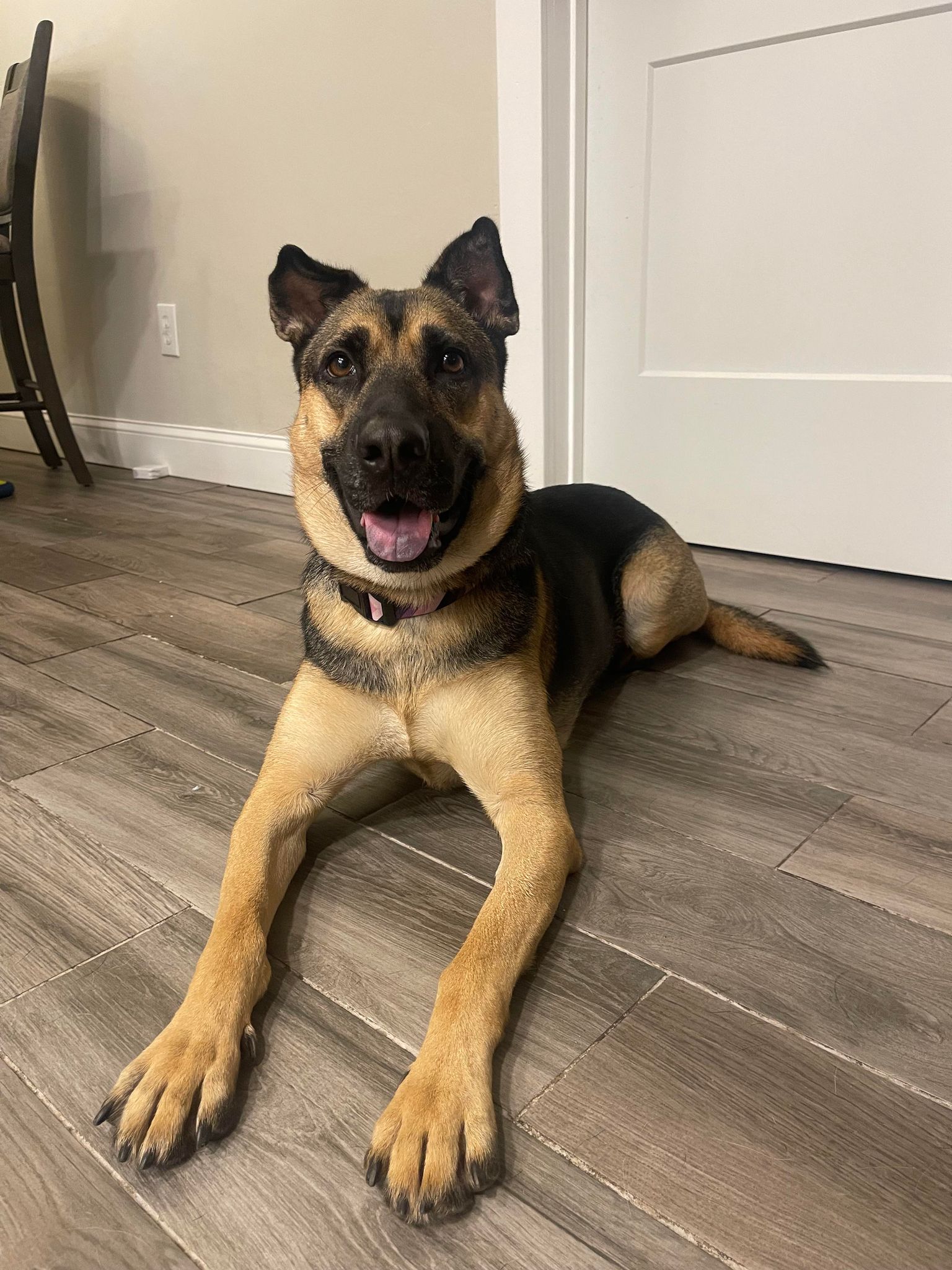 50 lb clearance german shepherd