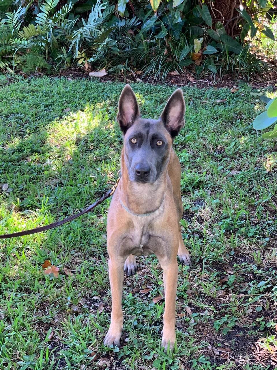 adoptable Dog in Fort Lauderdale, FL named Koko 2053